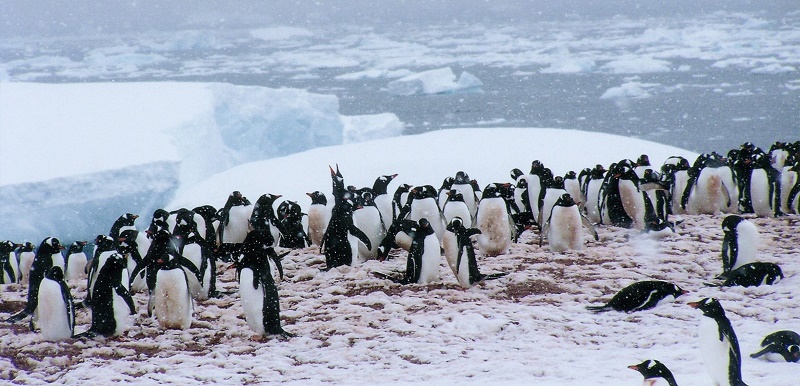 penguins