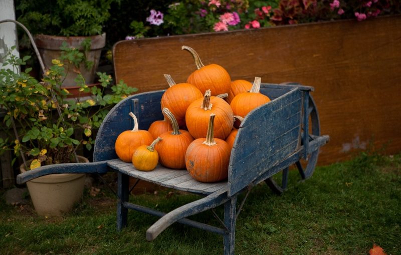 WheelbarrowPumpkins