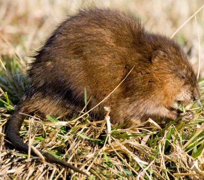 Muskrat