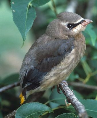 Cedar Waxwing