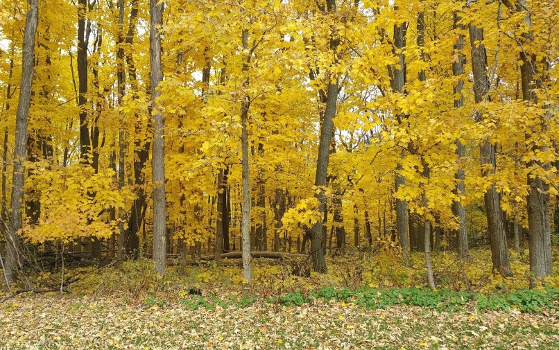 Oc302018YellowTrees