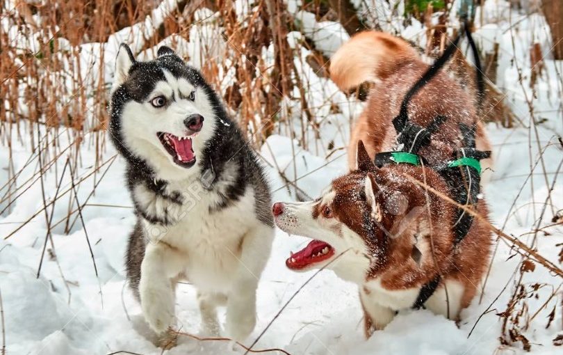 SiberianHuskysSnow