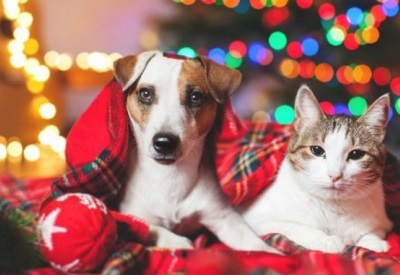 CatDogChristmans