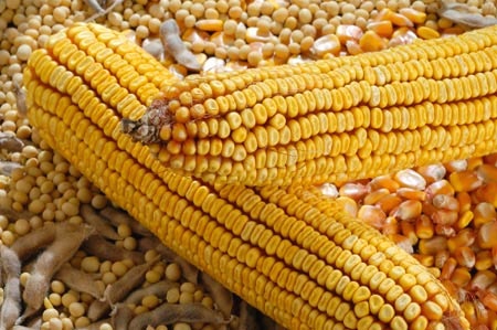 CornSoybeans