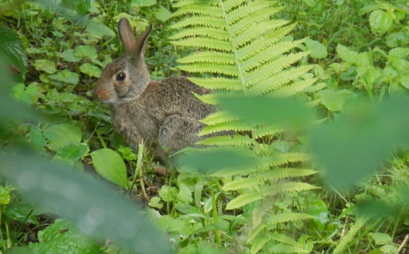 fern bunny