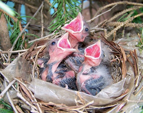 3nestlings