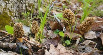 MorelMushrooms