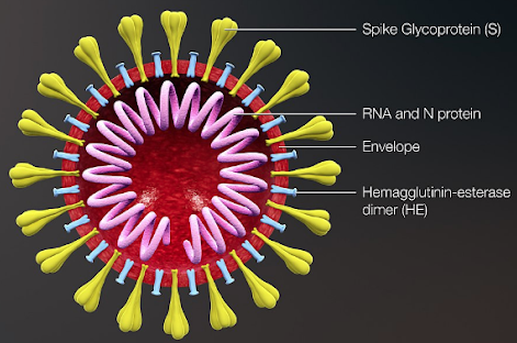 coronavirus inside