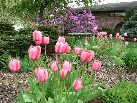 library flowers