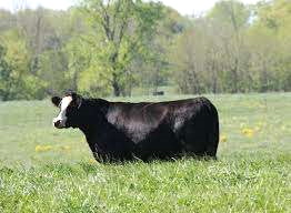 BeefCow